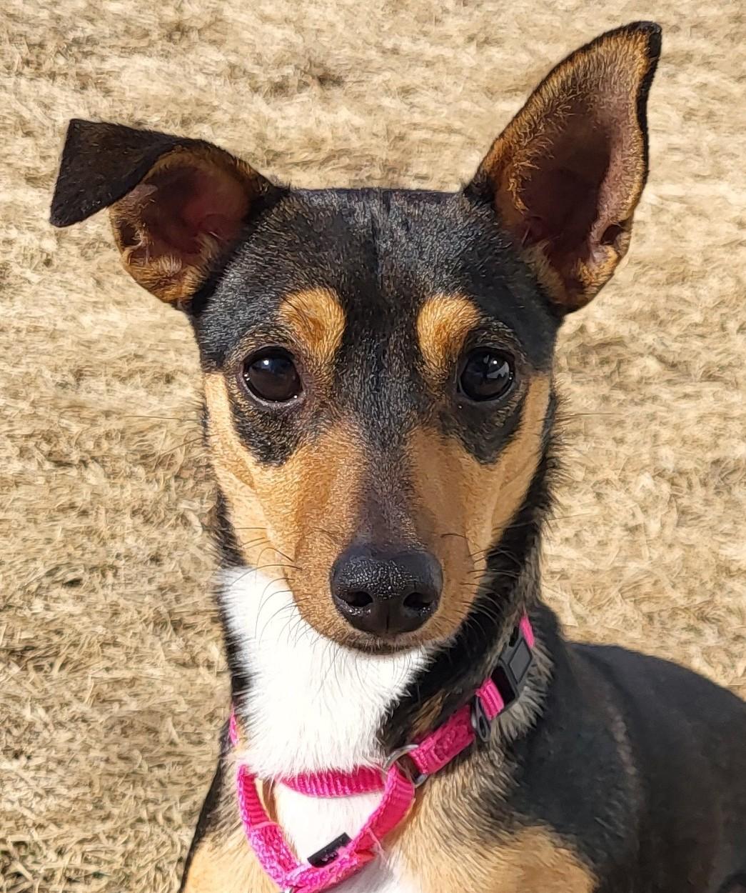 Ava, adopted, Adult Female Rat Terrier.