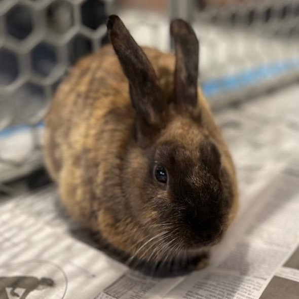 Quinn, ADOPTABLE, Young Male Rex.