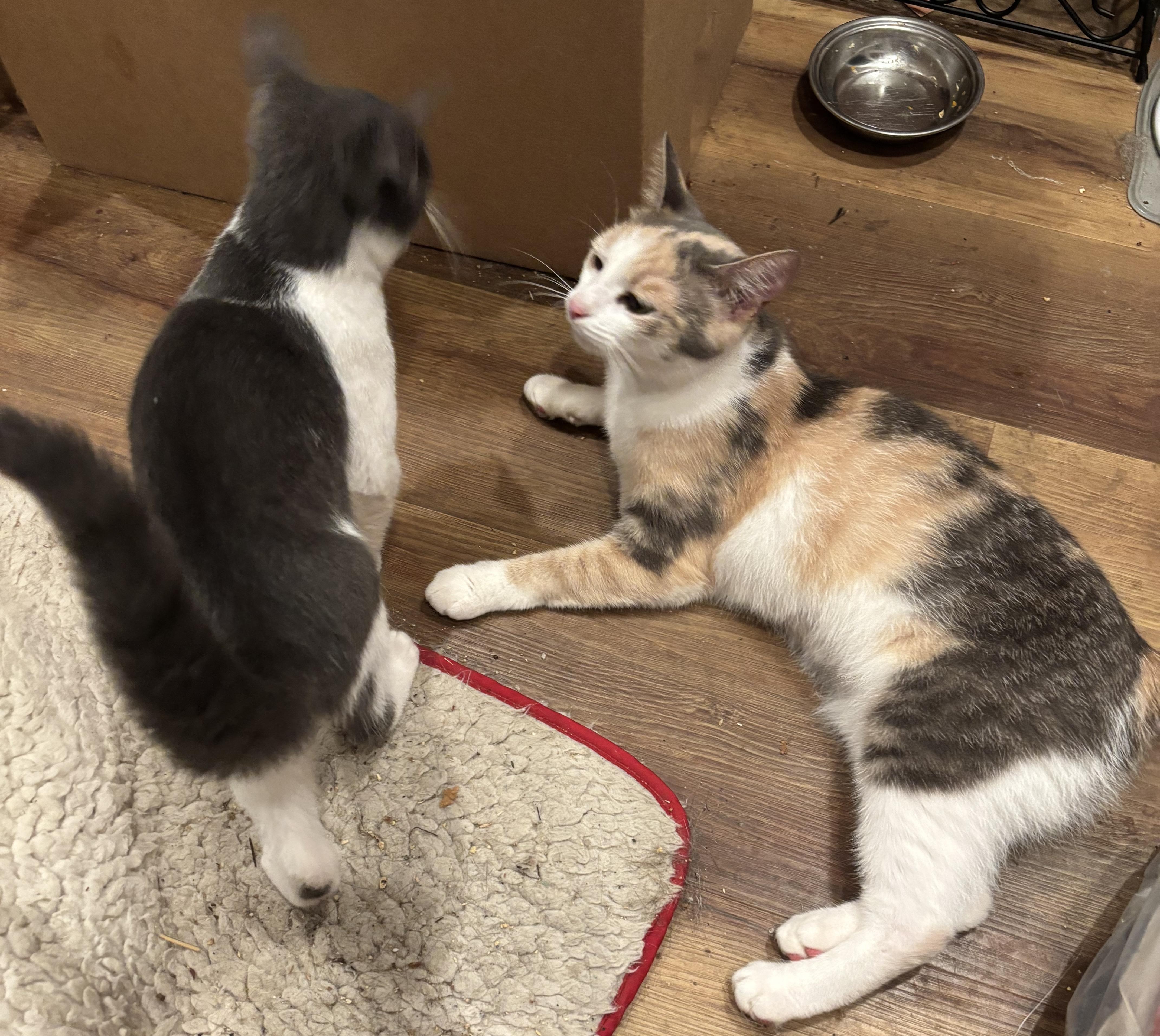 Eliza and Peggy