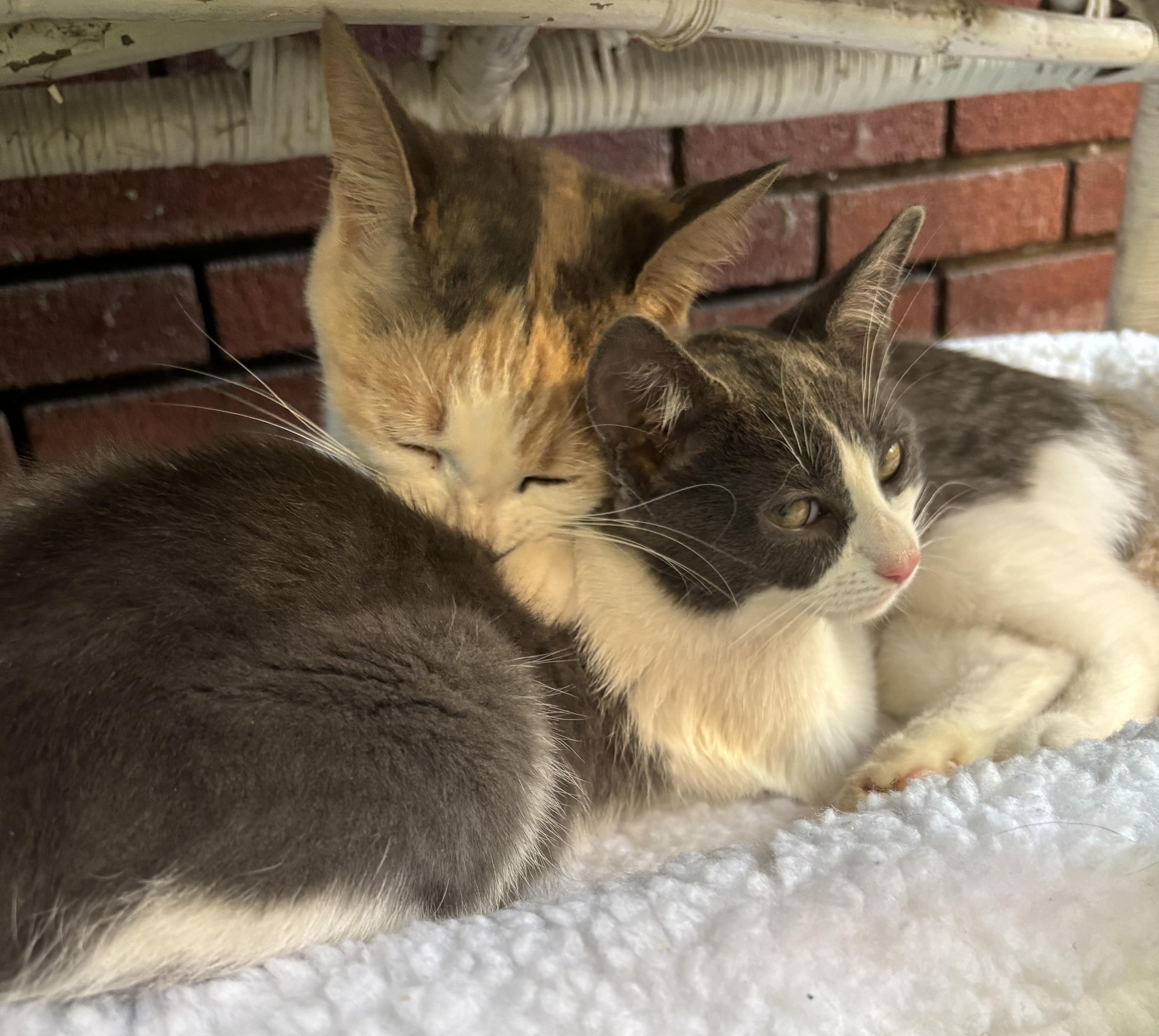 Eliza and Peggy
