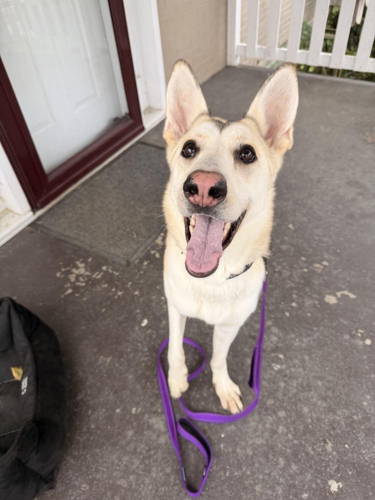 Remi, Adoptable, Young Female German Shepherd Dog & German Shepherd Dog.