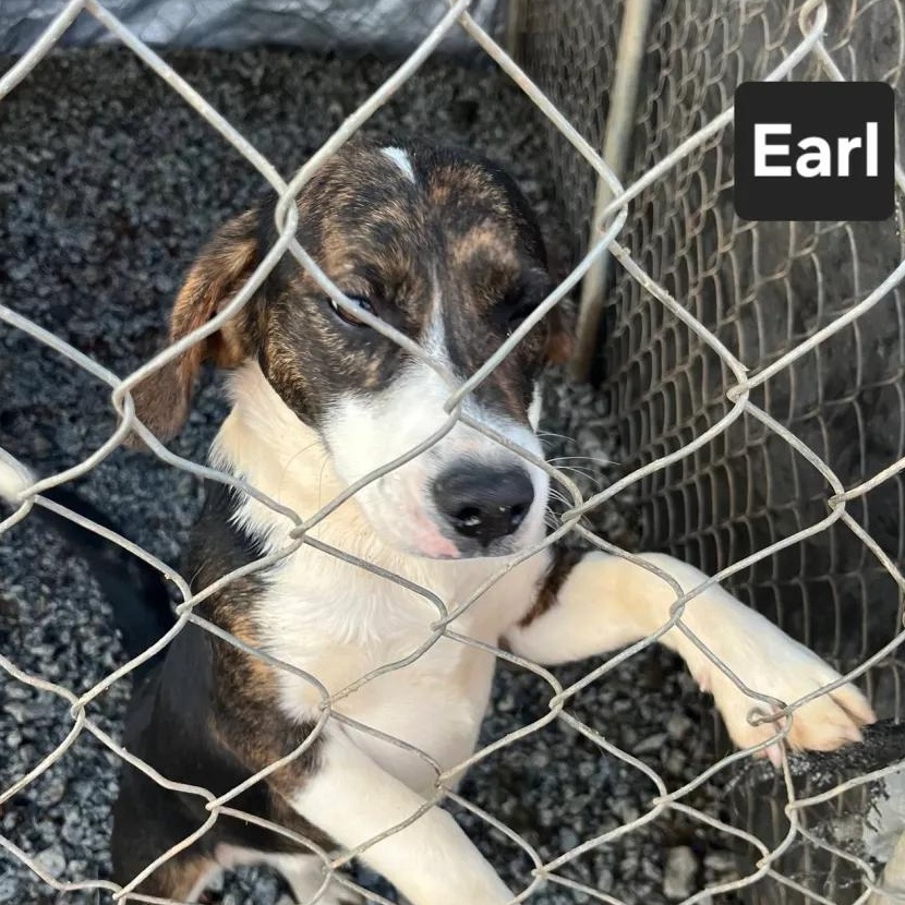 Earl Haven, ADOPTABLE, Puppy Male Beagle.