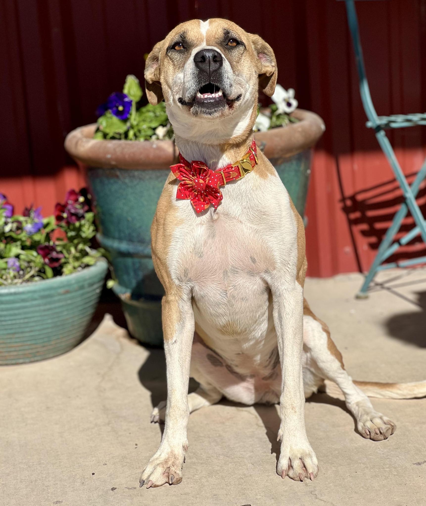 Enlarge Ruby, a Adoptable mixed breed in Baltimore, MD image 3/6