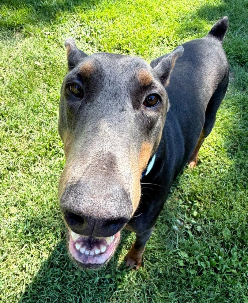 Enlarge Rue, a Adopted Doberman Pinscher in Buffalo, MN image 1/3