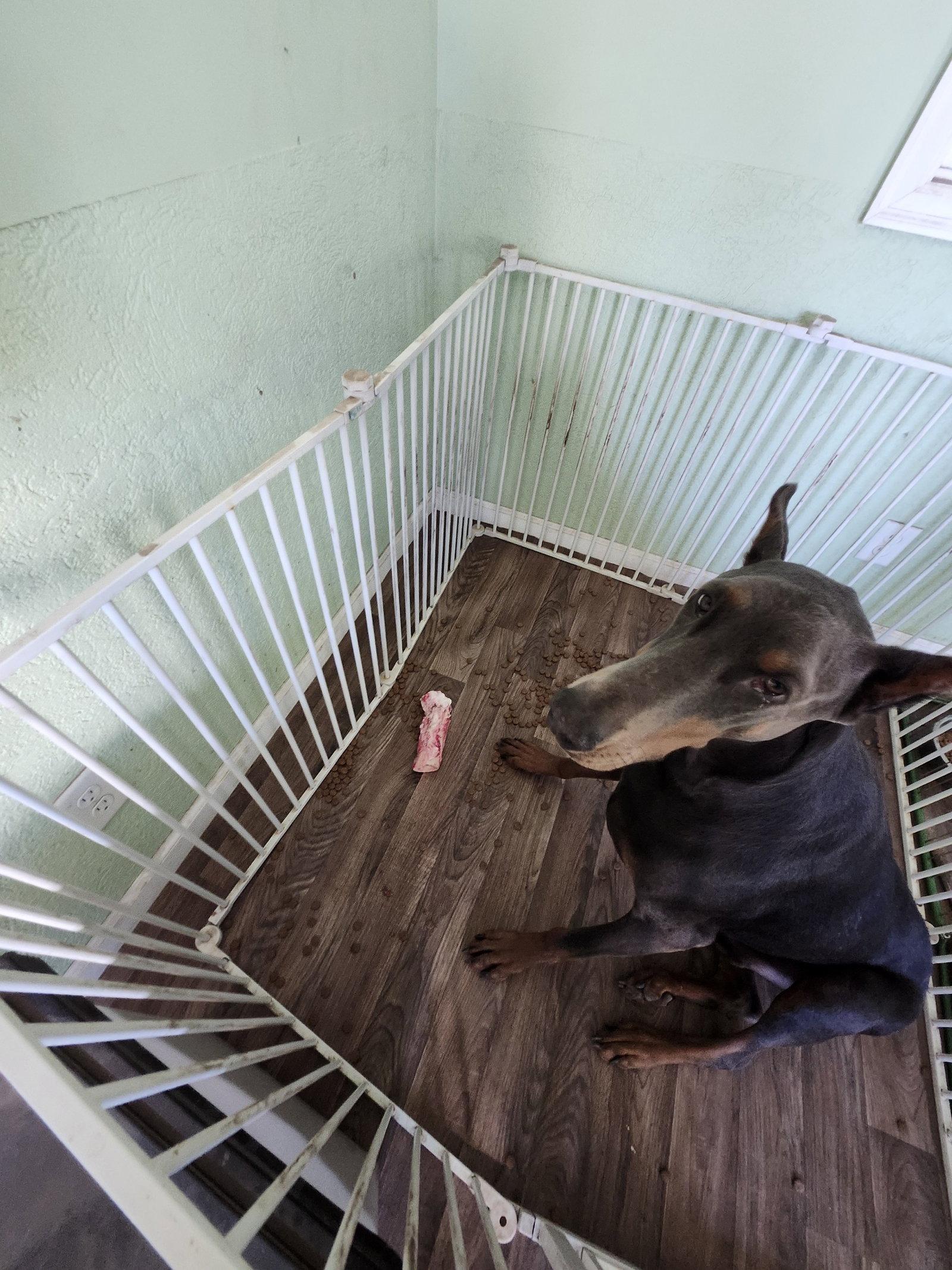 Rue, Adoptable, Adult Male Doberman Pinscher.