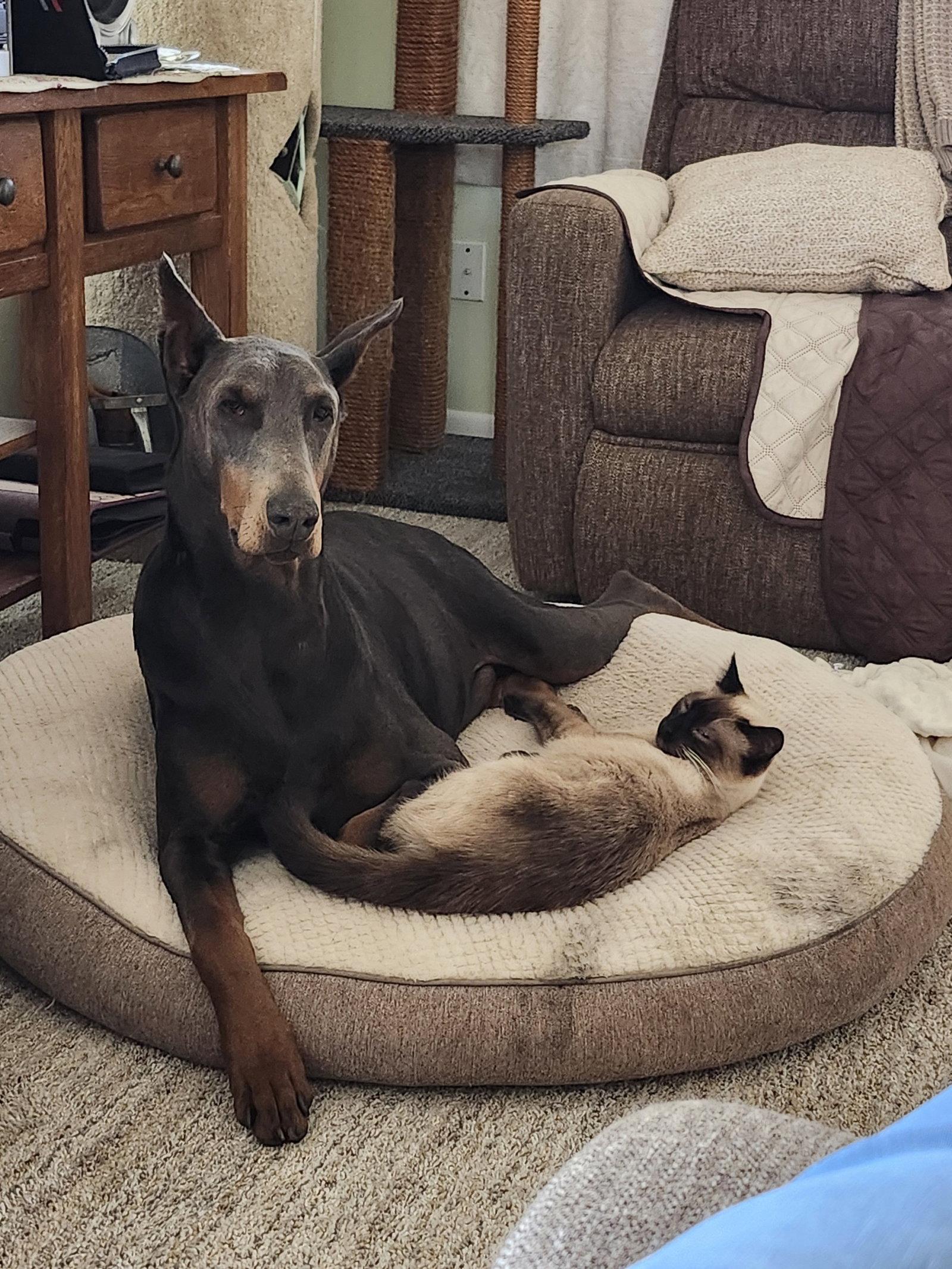 Enlarge Rue, a Adoptable Doberman Pinscher in Buffalo, MN image 2/3