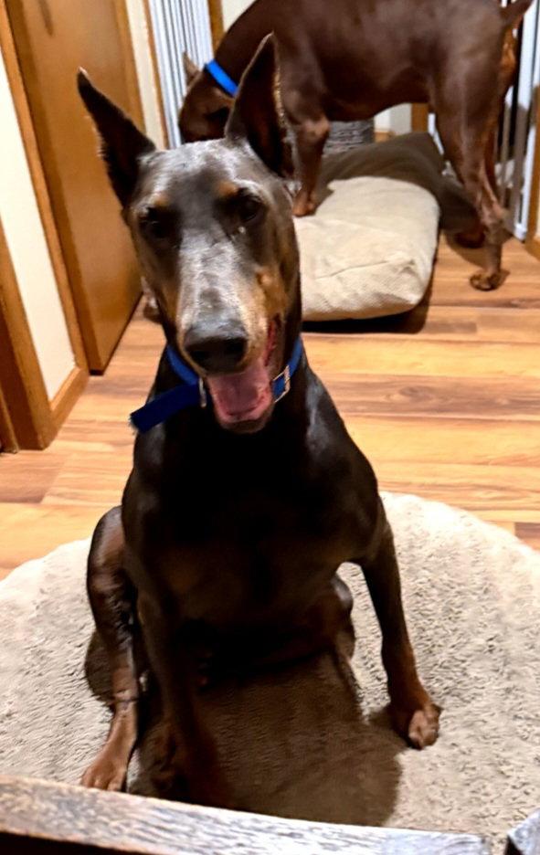 Enlarge Rue, a Adoptable Doberman Pinscher in Buffalo, MN image 3/3