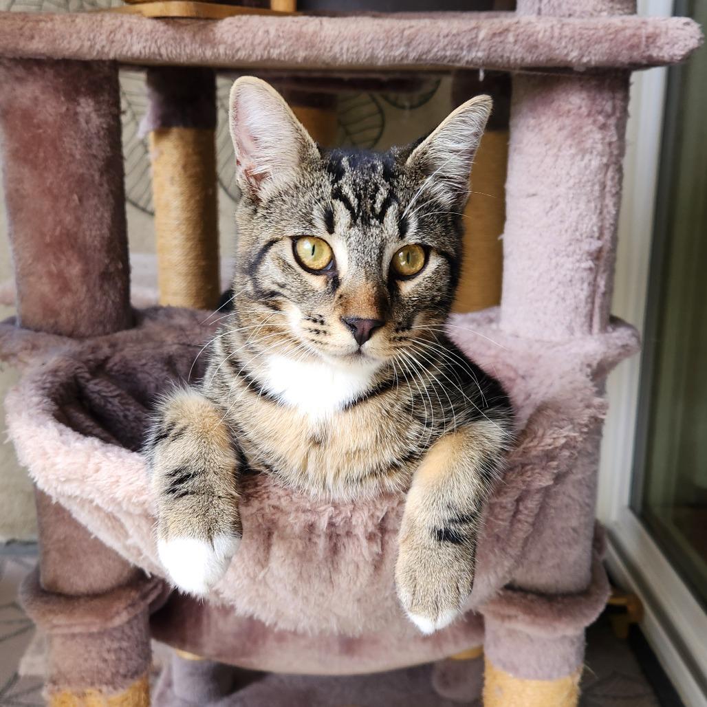 Loki — thumbnail 2