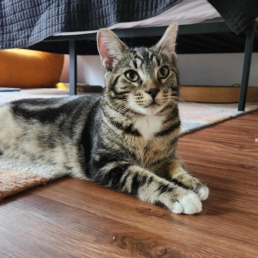 Loki — thumbnail 3