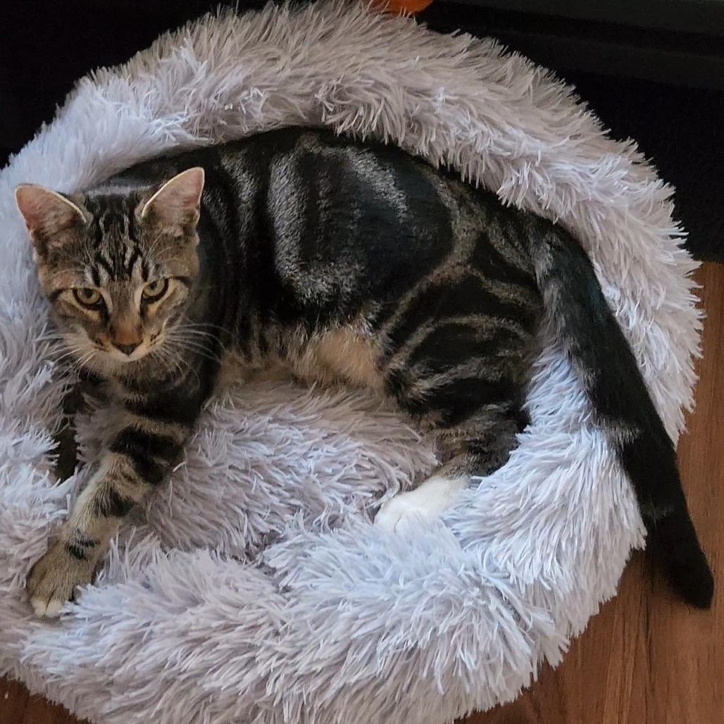 Loki — thumbnail 4