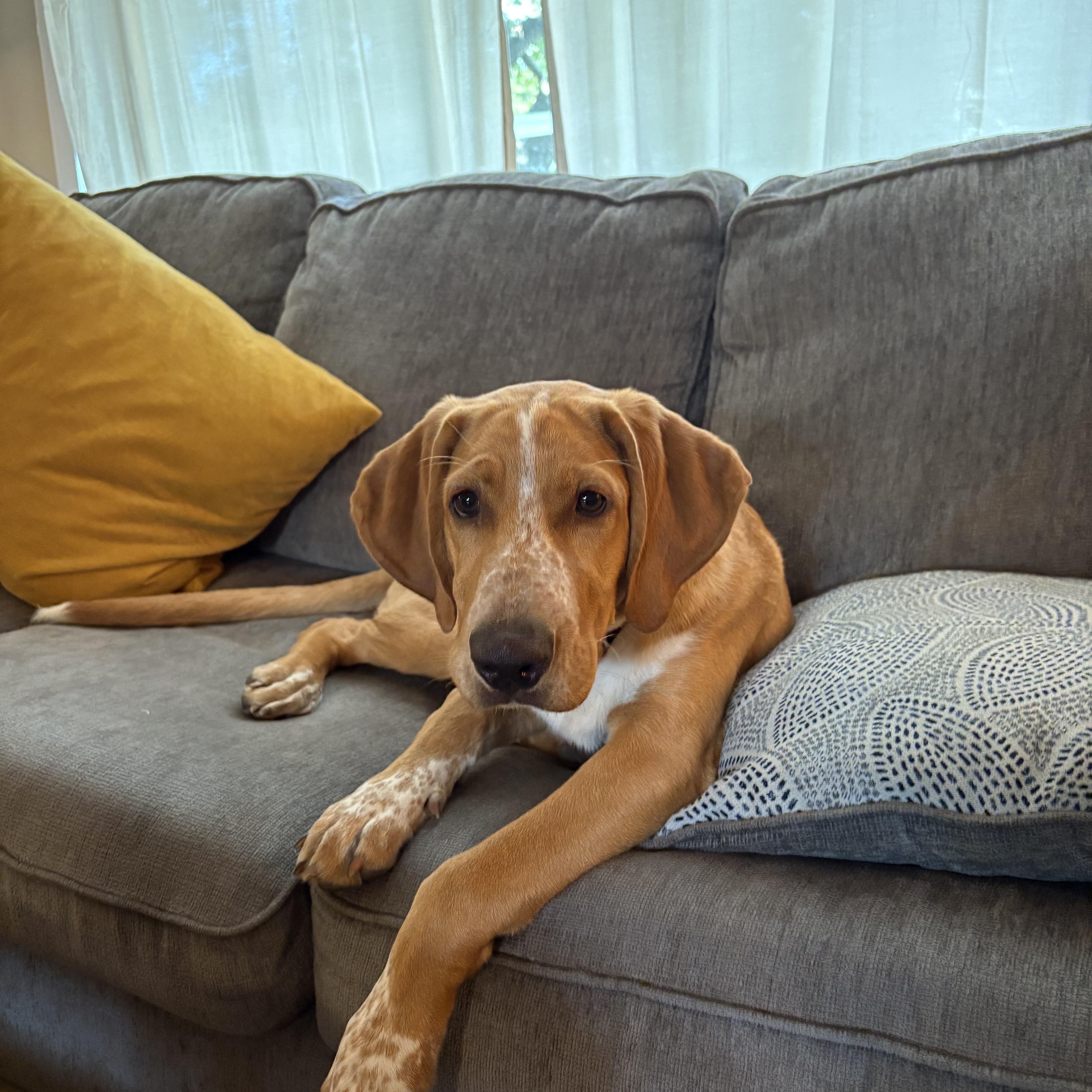 Enlarge Ozzy-CT, a Adopted mixed breed in Whitehouse Station, NJ image 1/2