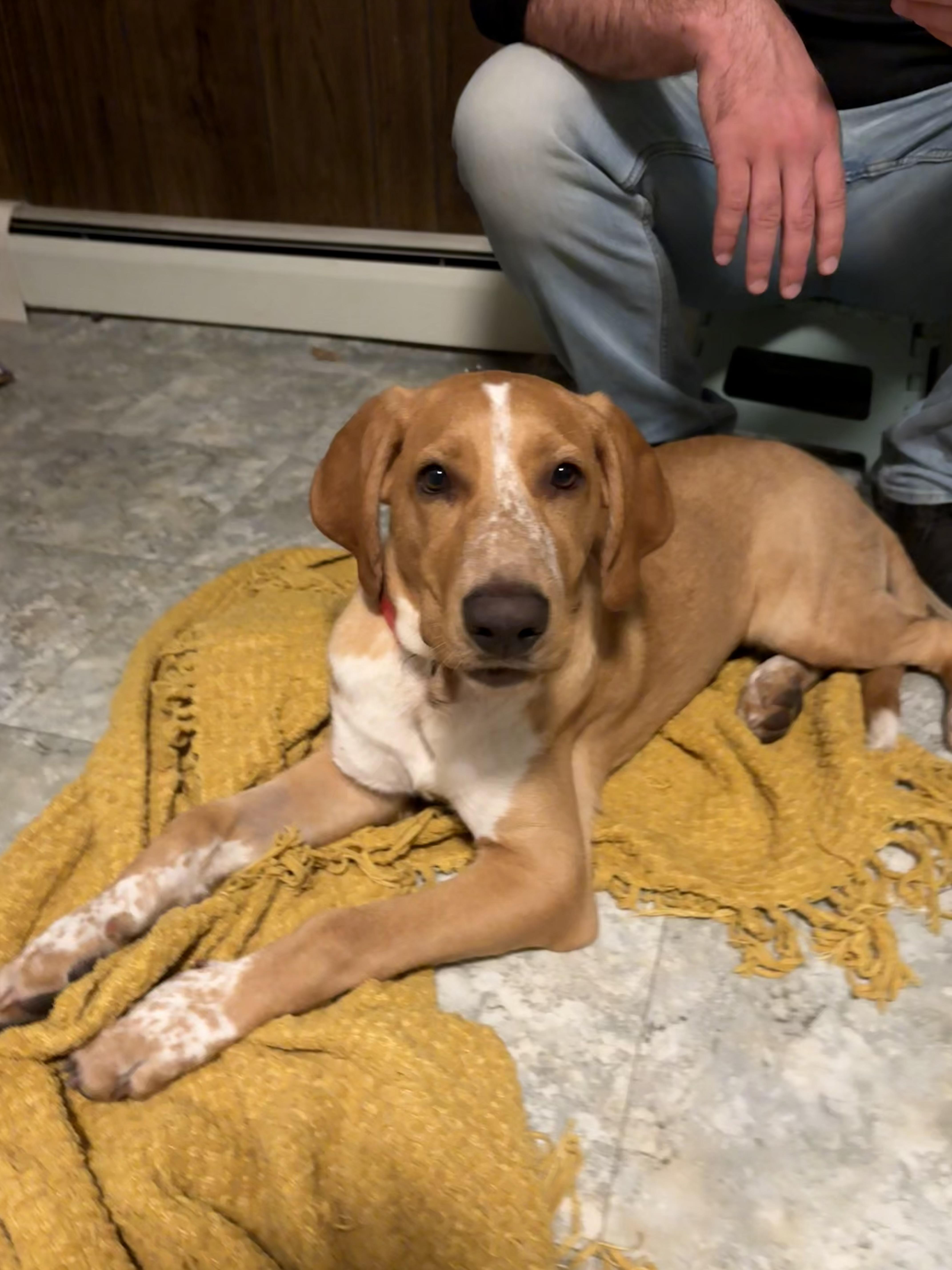 Enlarge Ozzy-CT, a Adopted mixed breed in Whitehouse Station, NJ image 2/2