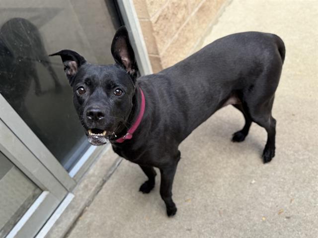 Enlarge RAVEN, a Adoptable mixed breed in Aurora, IL image 1/1