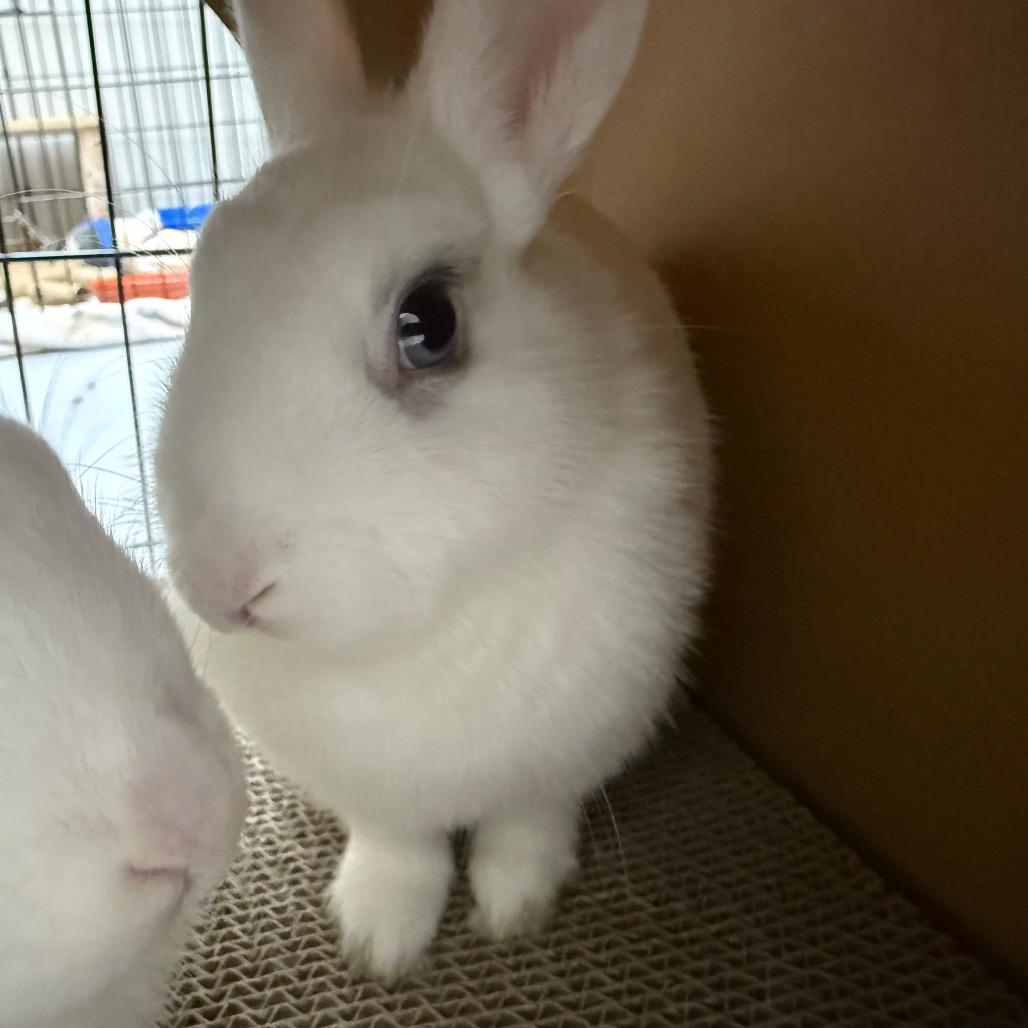 Lilac Diesel & Indica (bonded duo), a ADOPTABLE Mini Rex in Medford, NY image 2/3