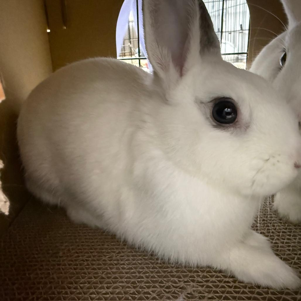 Lilac Diesel & Indica (bonded duo), a ADOPTABLE Mini Rex in Medford, NY image 3/3