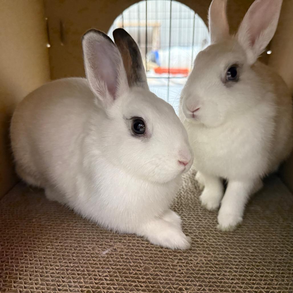 Lilac Diesel & Indica (bonded duo), ADOPTABLE, Young Female Mini Rex.
