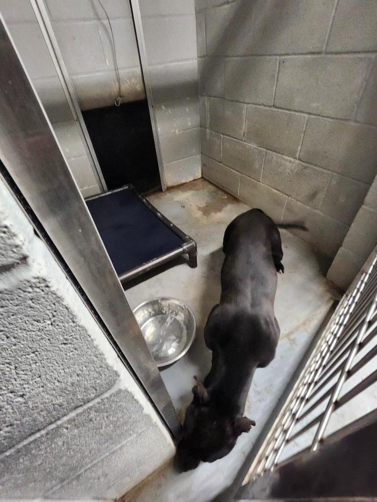 BEASLEY, Adoptable, Young Male Pit Bull Terrier.