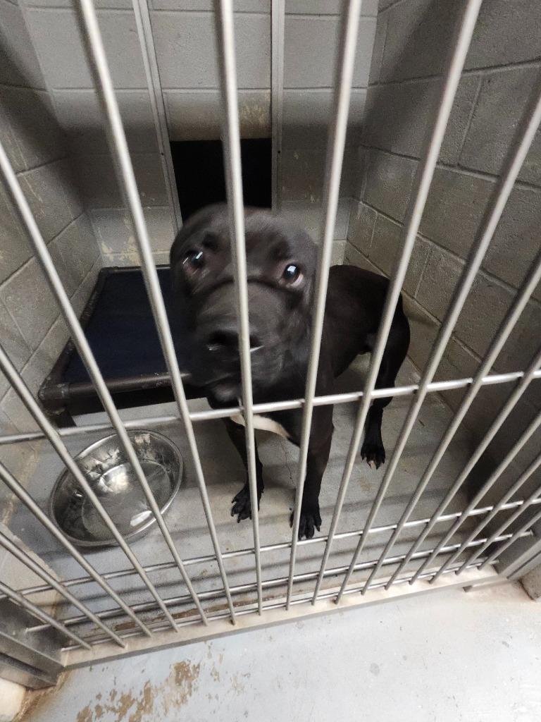 Enlarge BEASLEY, a Adoptable mixed breed in Athens, AL image 2/4