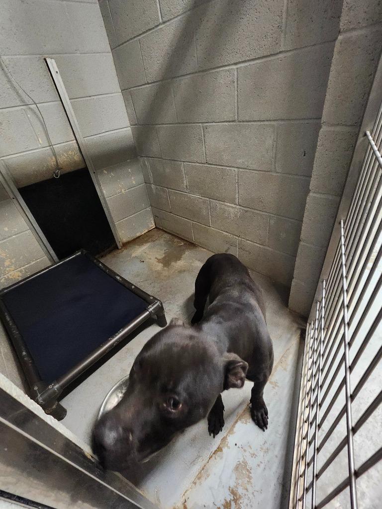 Enlarge BEASLEY, a Adoptable mixed breed in Athens, AL image 3/4