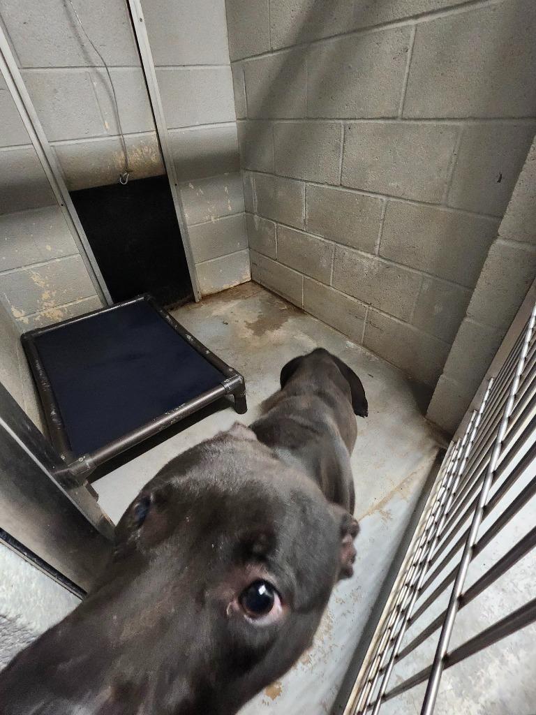 Enlarge BEASLEY, a Adoptable mixed breed in Athens, AL image 4/4