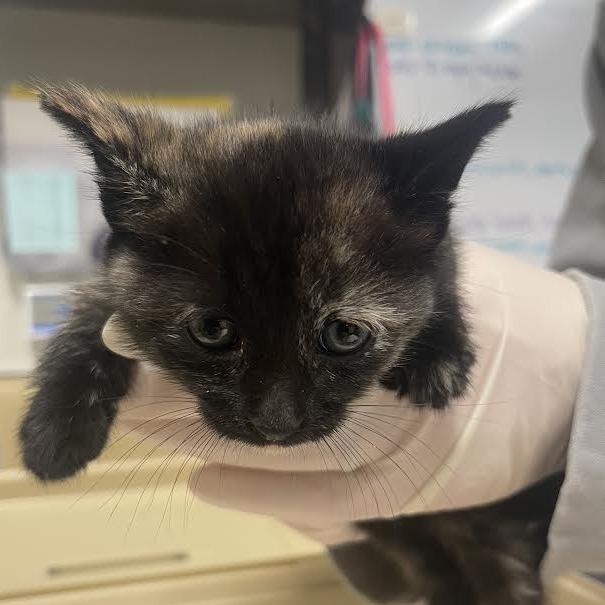Enlarge STRAY KITTEN "Screech", a Adoptable Domestic Short Hair in Saint Cloud, MN image 1/1