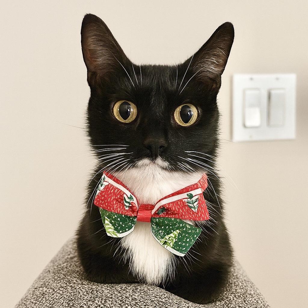 Strawberry Shortcake, Adoptable, Young Female Domestic Short Hair.