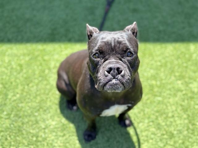 Enlarge CHARLENE, a Adoptable mixed breed in Saint Cloud, FL image 1/1