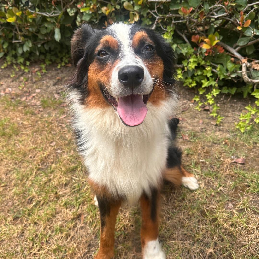 Auzzie, adopted, Young Male Australian Shepherd.