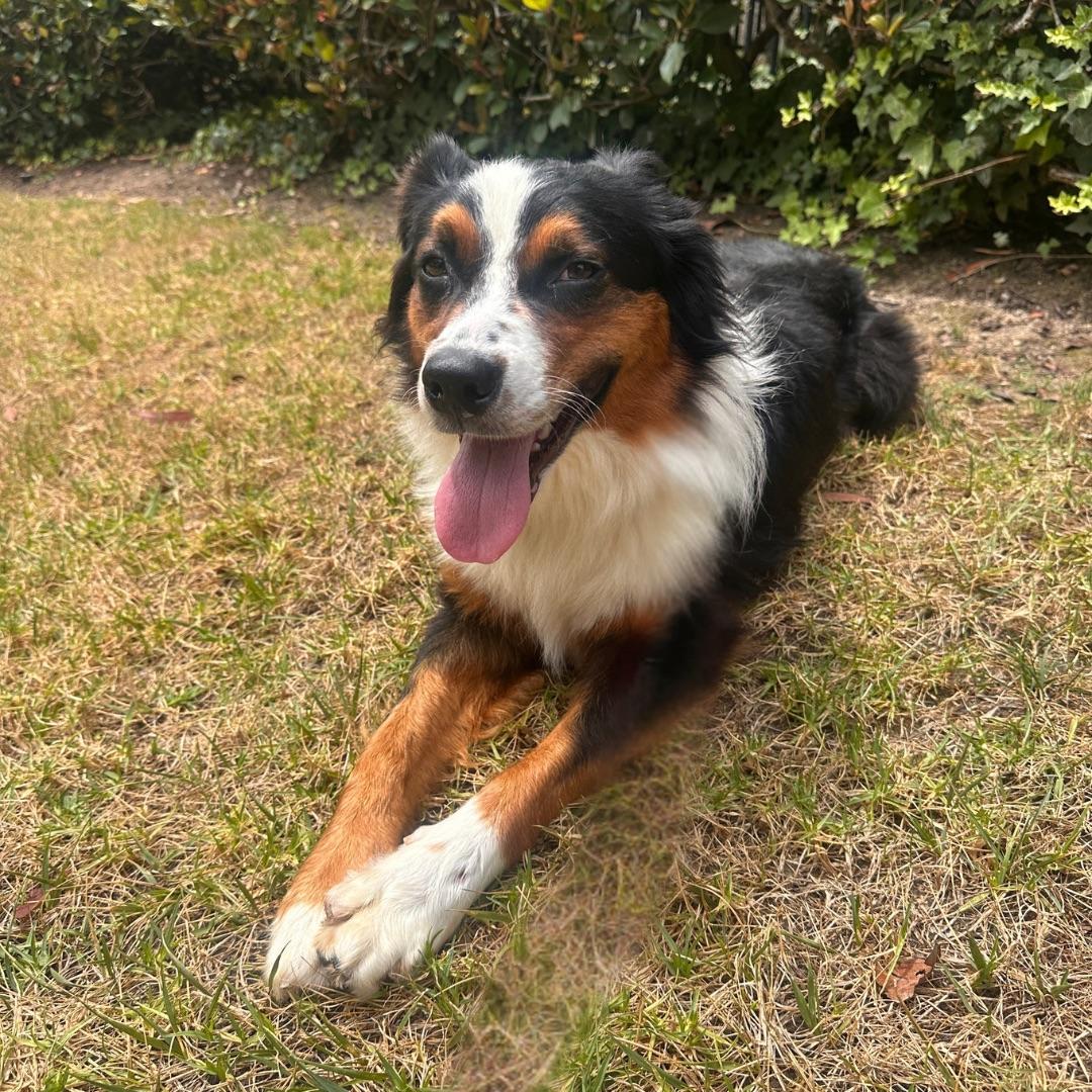 Enlarge Auzzie, an adopted Australian Shepherd in Newport Beach, CA image 4/4