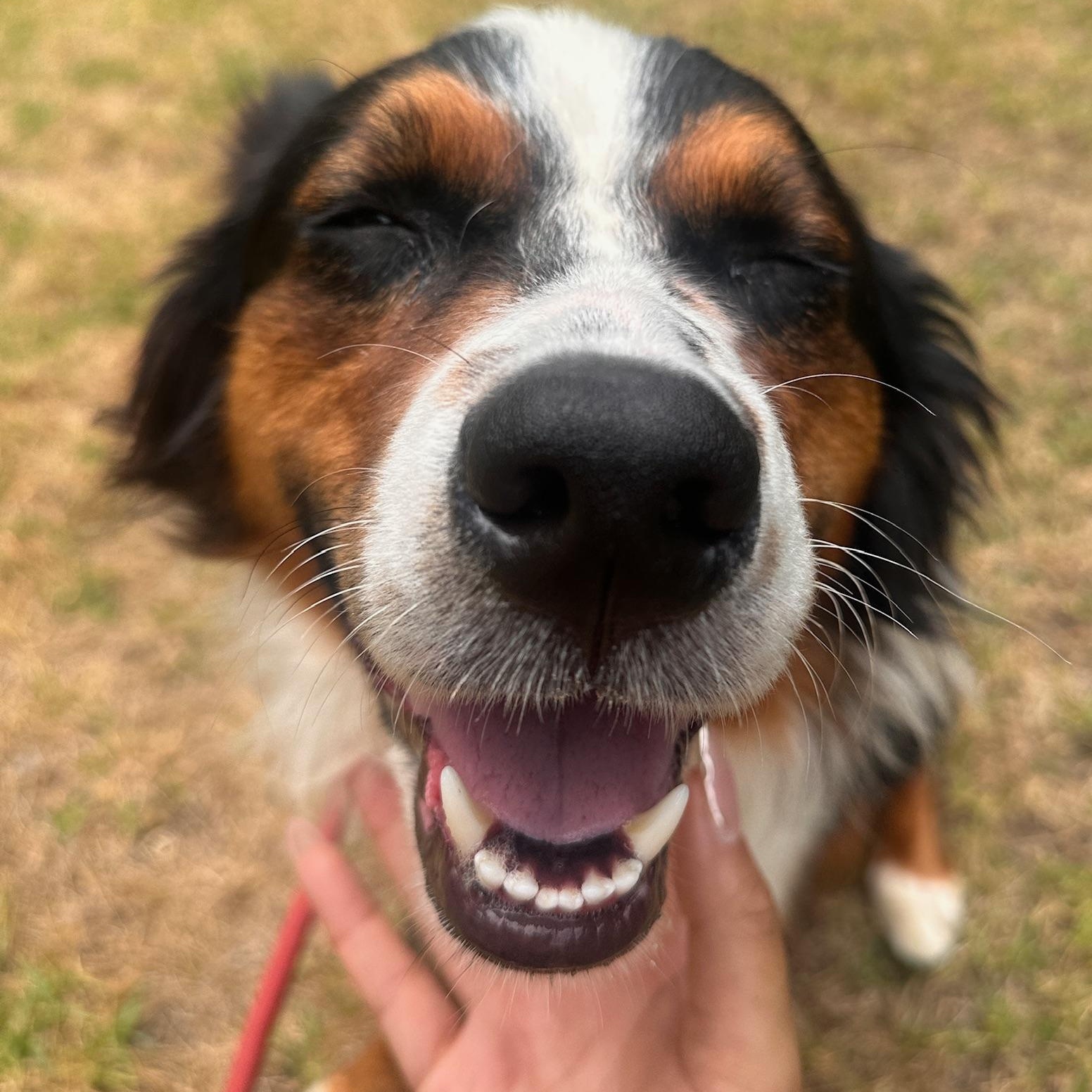 Enlarge Auzzie, an adopted Australian Shepherd in Newport Beach, CA image 2/4
