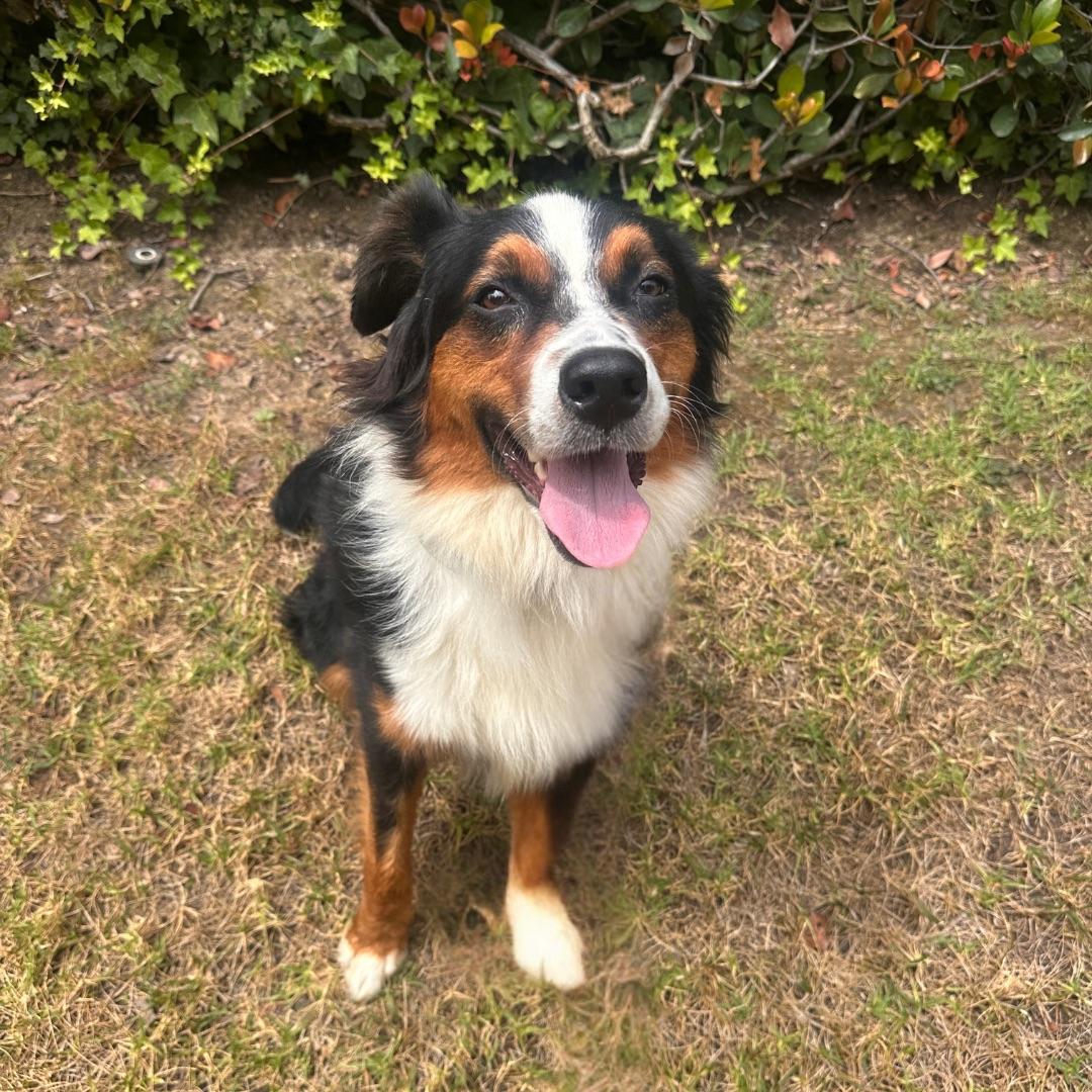 Enlarge Auzzie, an adopted Australian Shepherd in Newport Beach, CA image 3/4