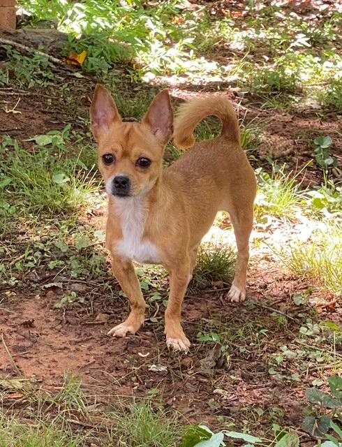 Enlarge Georgia, a ADOPTABLE Chihuahua in Orlando, FL image 1/1