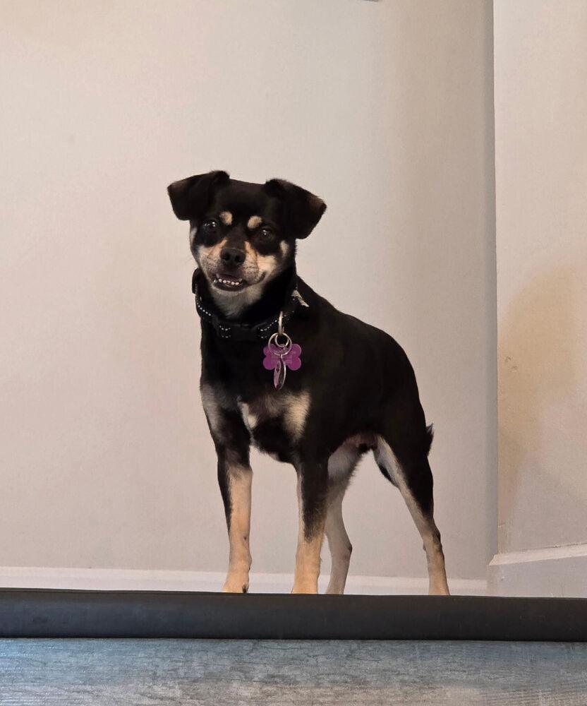 Berry, Adoptable, Adult Female Chihuahua & Miniature Pinscher.