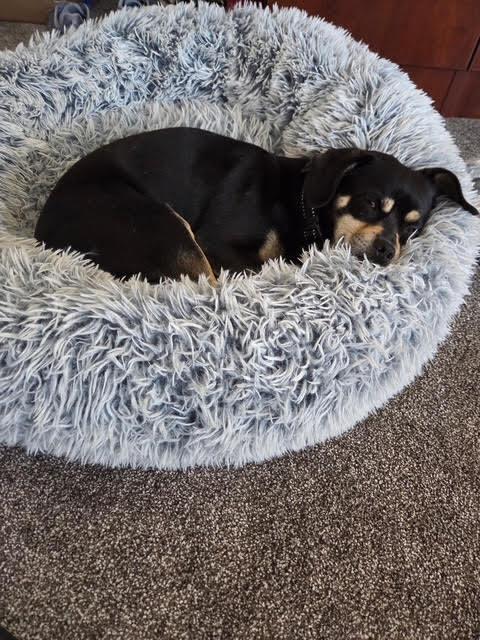 Enlarge Berry, a Adoptable mixed breed in Anoka, MN image 2/2