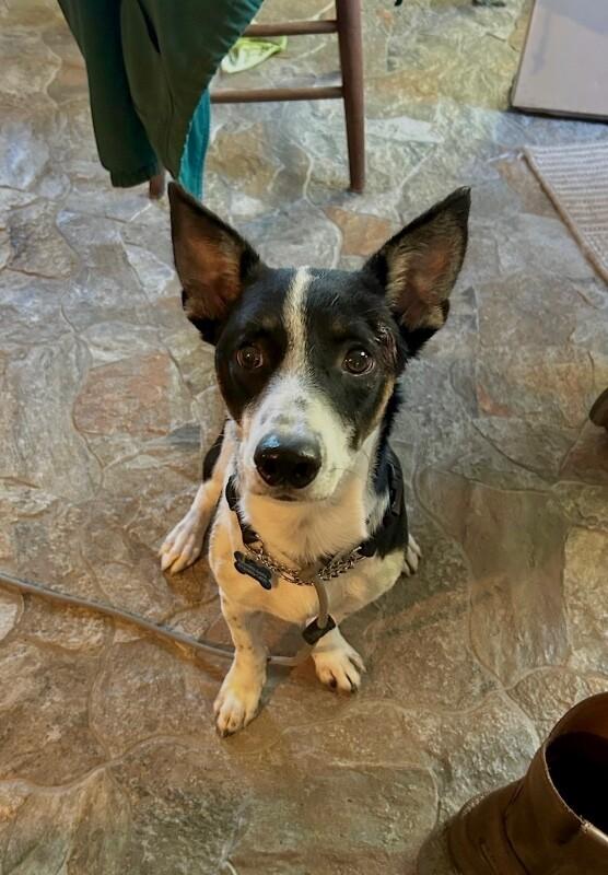 Enlarge Ryder, a Adoptable mixed breed in Fort Collins, CO image 3/4