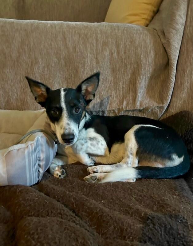 Enlarge Ryder, a Adoptable mixed breed in Fort Collins, CO image 2/4