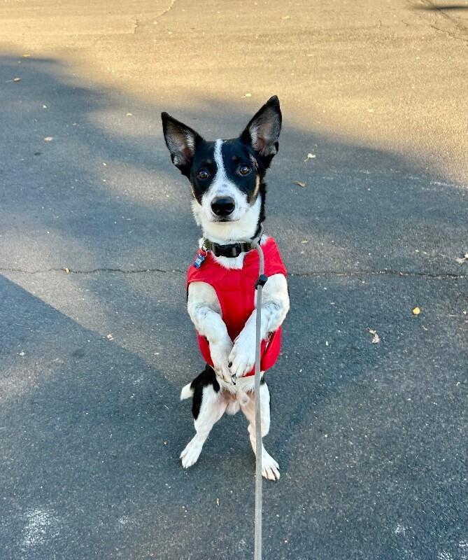 Enlarge Ryder, a Adoptable mixed breed in Fort Collins, CO image 1/4