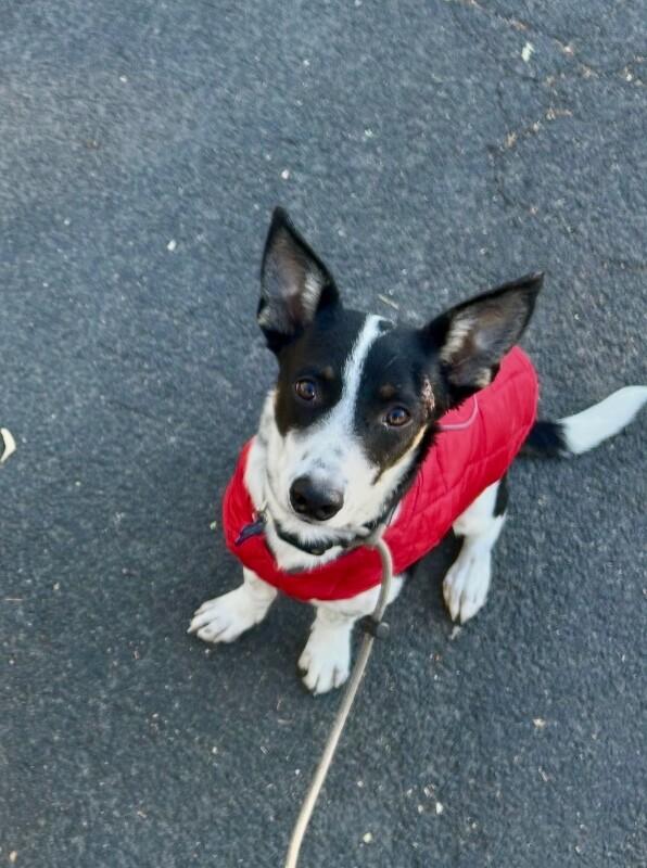 Enlarge Ryder, a Adoptable mixed breed in Fort Collins, CO image 4/4