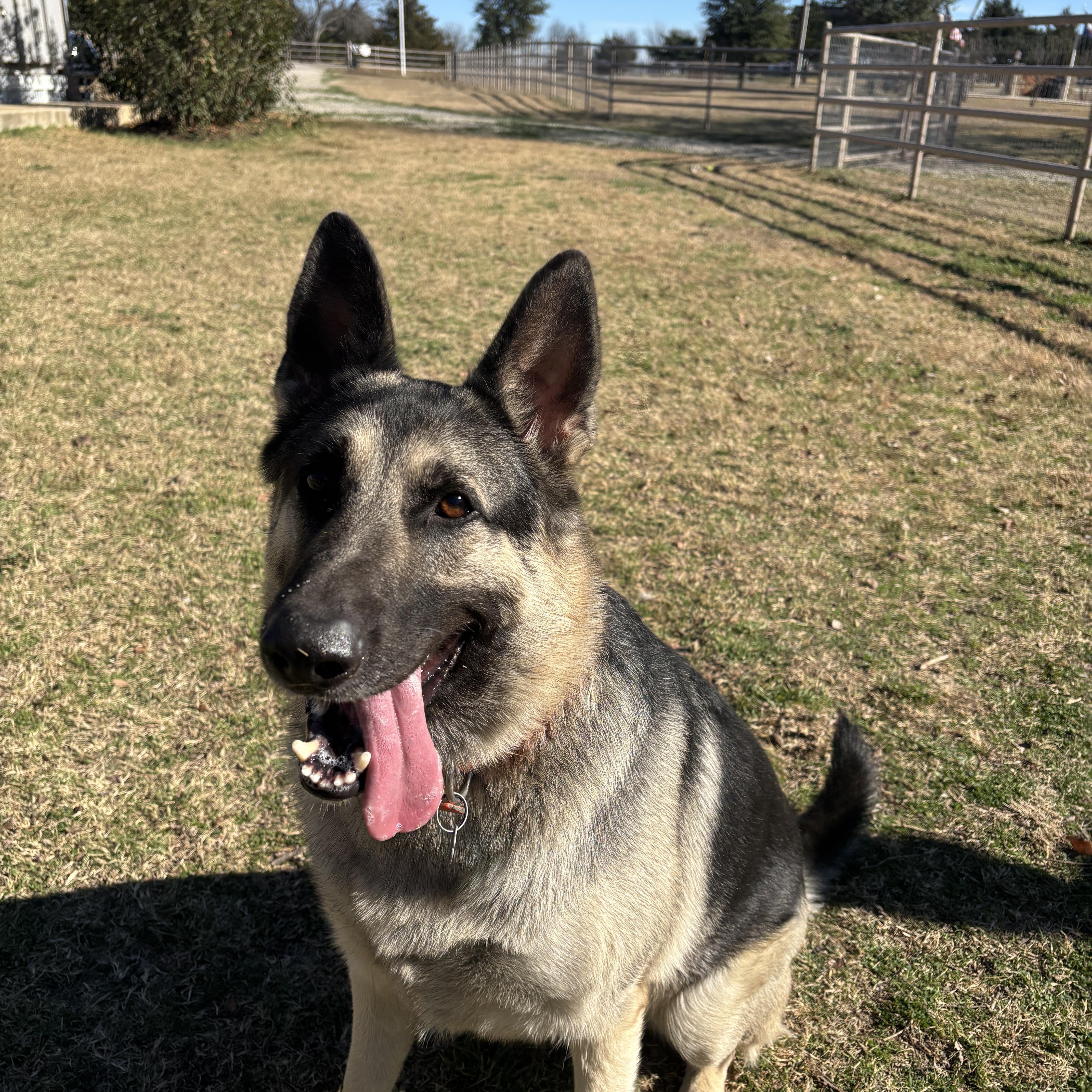 Nemo, adopted, Adult Male German Shepherd Dog.