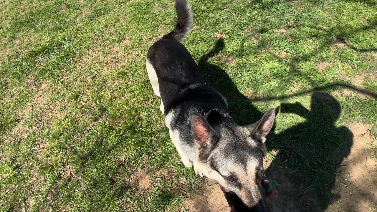 Enlarge Nemo, an adopted German Shepherd Dog in Spokane Valley, WA video 2/6