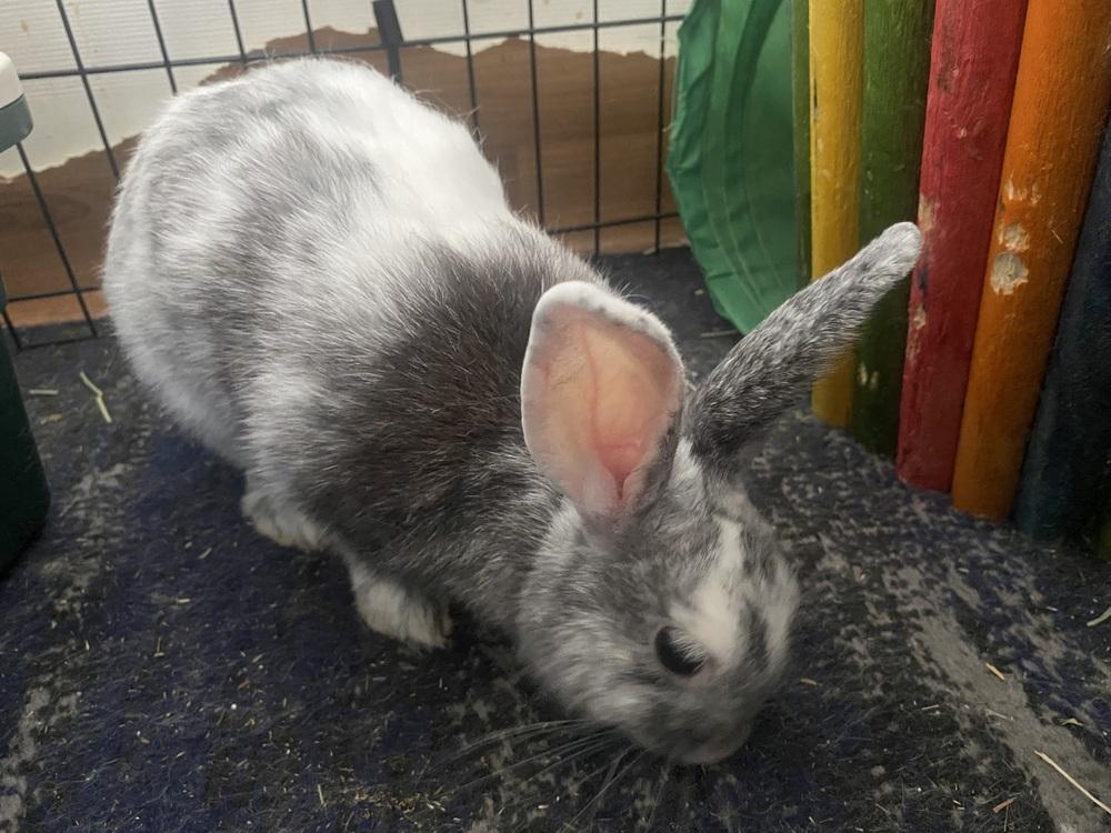 Marbles, Adopted, Young Female Harlequin.