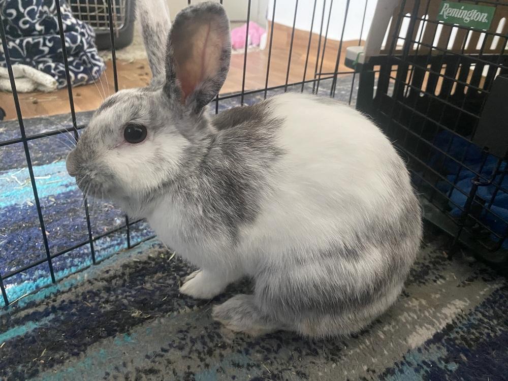 Enlarge Marbles, a Adopted mixed breed in Melbourne, FL image 2/6