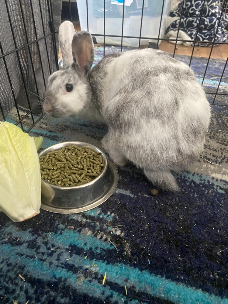 Enlarge Marbles, a Adopted mixed breed in Melbourne, FL image 3/6