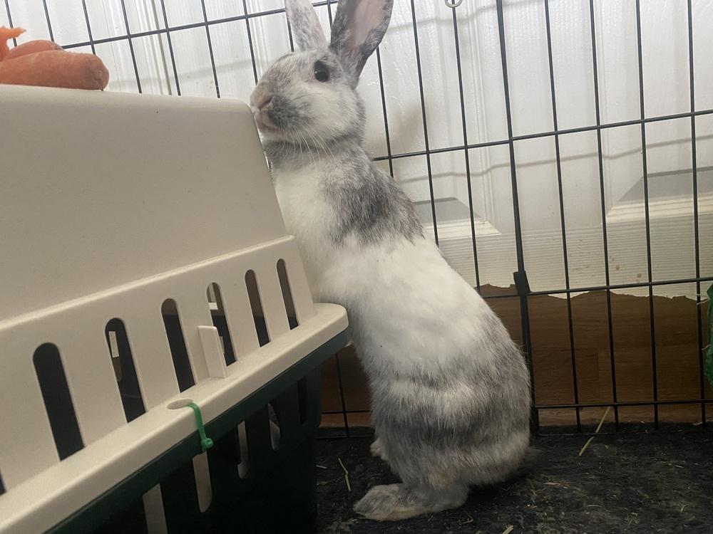 Enlarge Marbles, a Adopted mixed breed in Melbourne, FL image 4/6