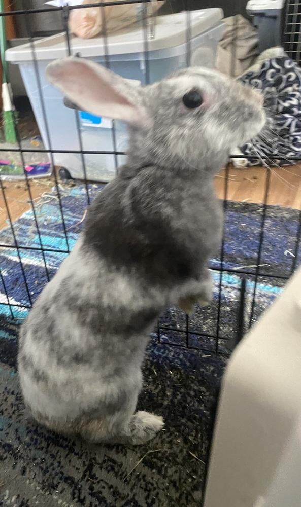 Enlarge Marbles, a Adopted mixed breed in Melbourne, FL image 5/6