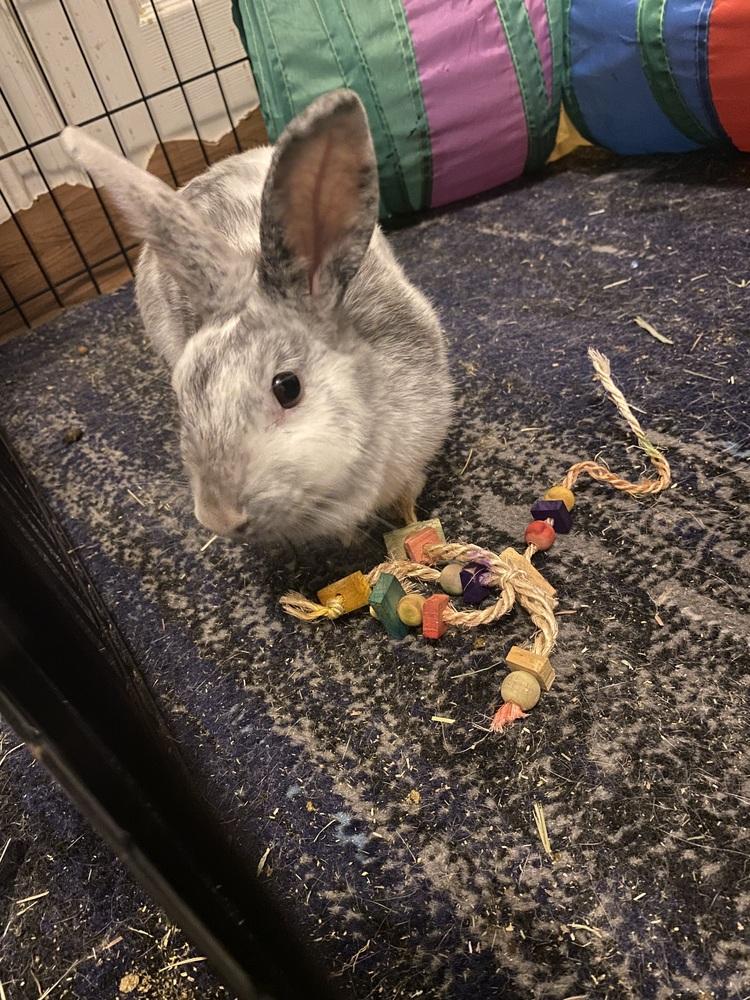 Enlarge Marbles, a Adopted mixed breed in Melbourne, FL image 6/6