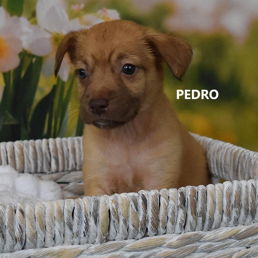 Enlarge Pedro, a Adoptable Mixed Breed in Tempe, AZ image 1/1