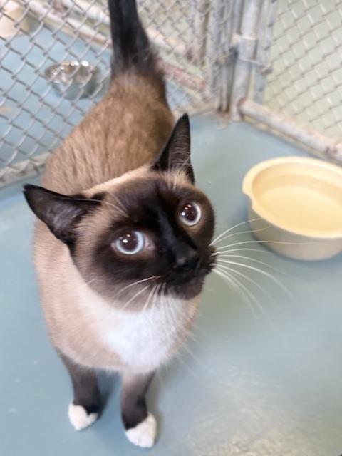 Queenie, Adoptable, Adult Female Snowshoe.