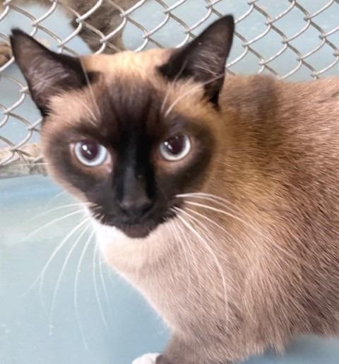 Enlarge Queenie, a Adoptable Snowshoe in Ogdensburg, NY image 2/5
