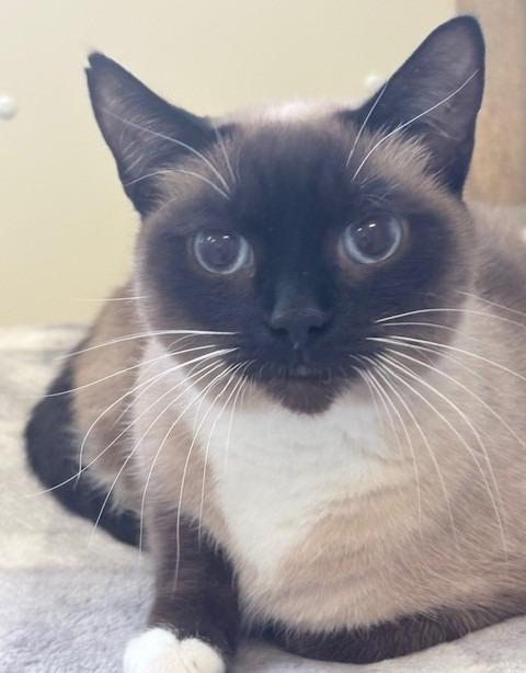 Enlarge Queenie, a Adoptable Snowshoe in Ogdensburg, NY image 3/5